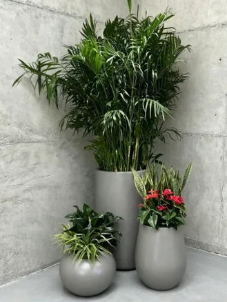 鄞州花木租赁管理九条建议，少走弯路